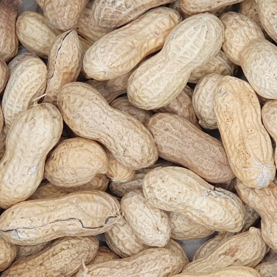 Peanuts in Shell 10 kg