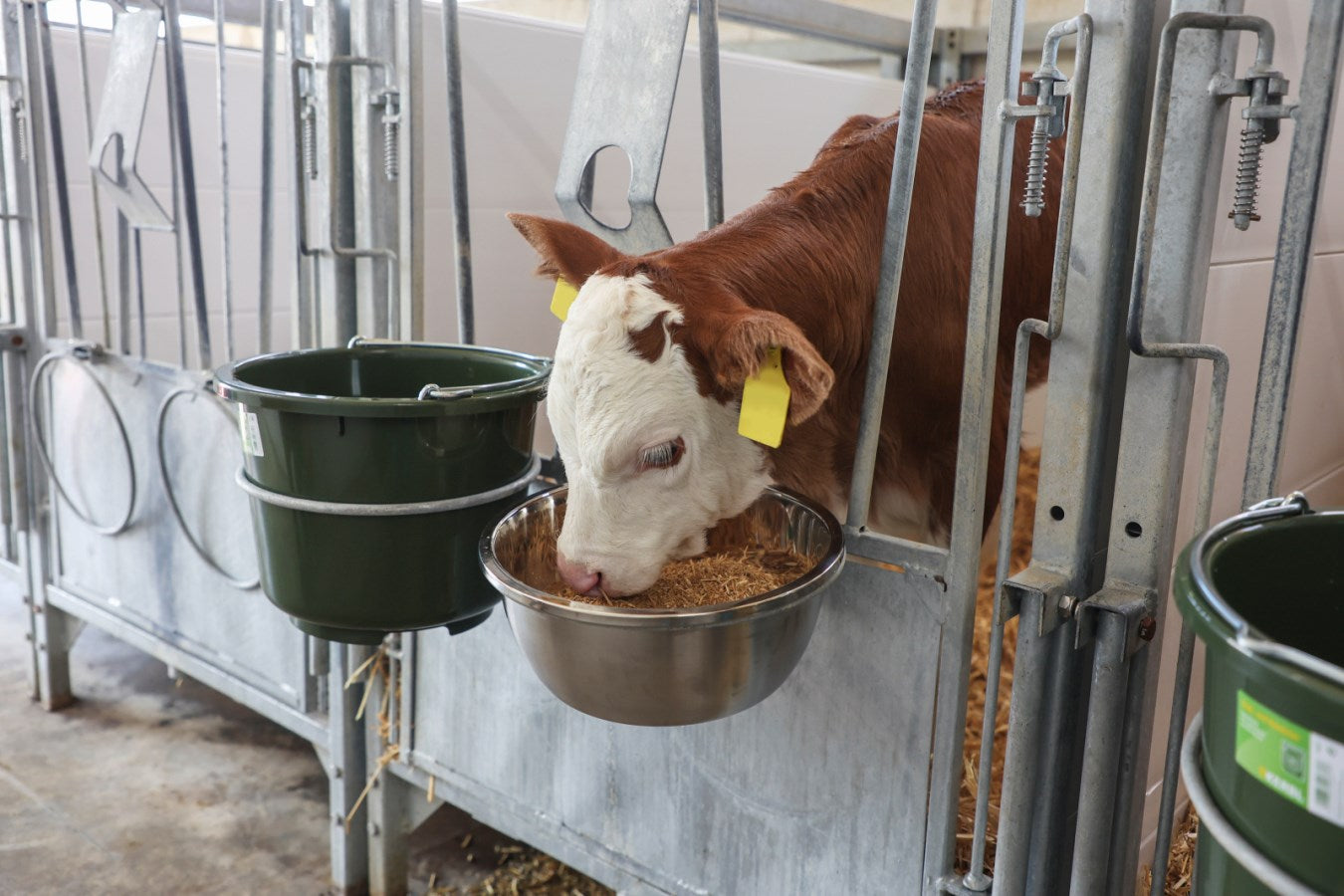 Kerbl Stainless Steel Feeding Bowl
