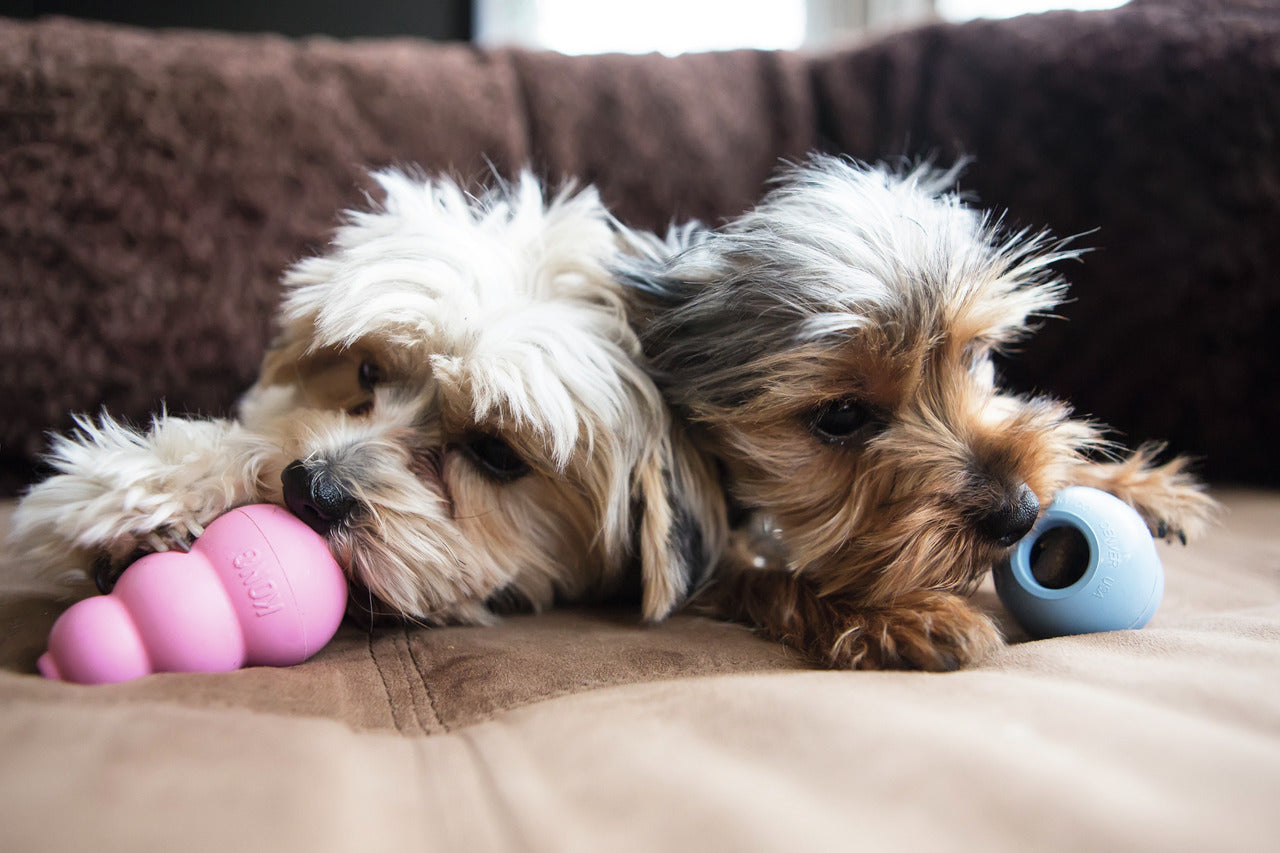 KONG Puppy Hundespielzeug