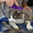 KONG Zoom Groom Katzenbürste