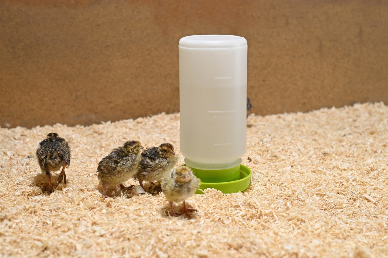 Kerbl Plastic Chick/Quail Drinker 1 L