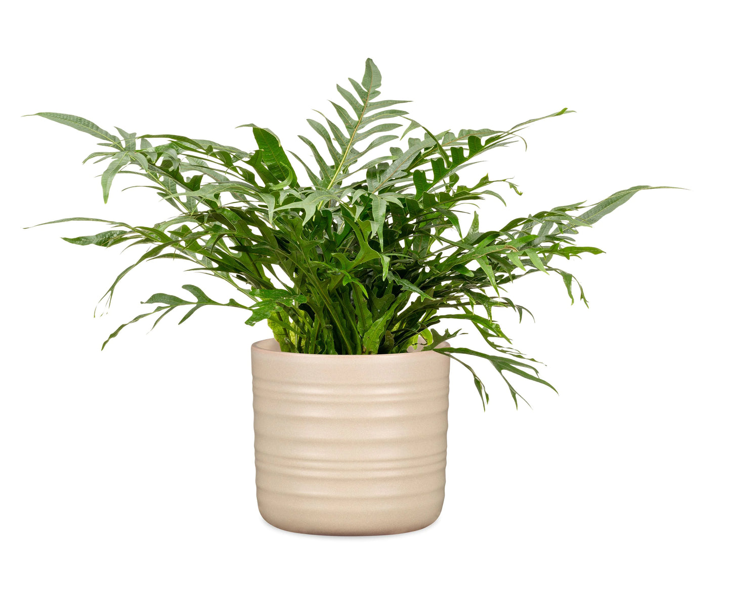 POTS SOFT WOOL