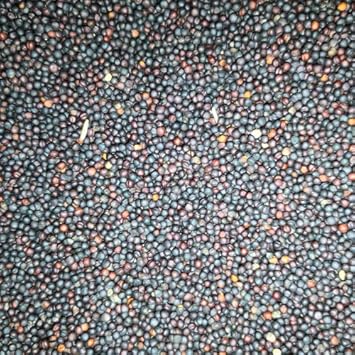 Spider Rape Seed 20 kg