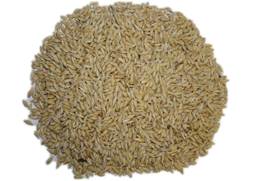 Spider Pigeon Barley French. 25 kg