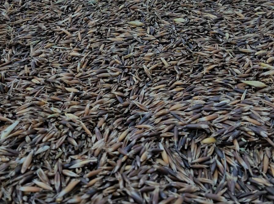 Black oats