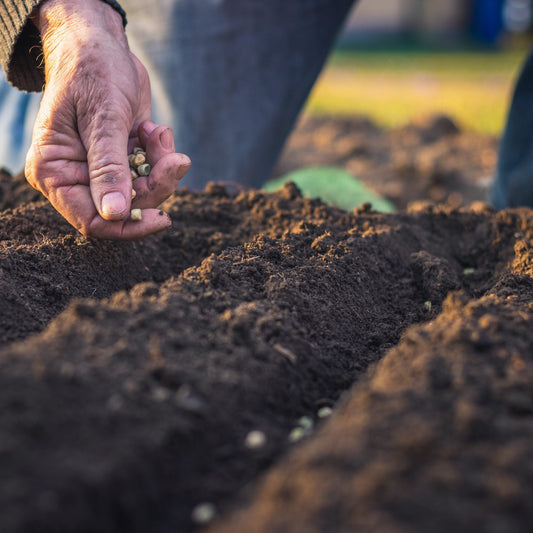 So bereitest du Beete und Rasen optimal auf den Winter vor