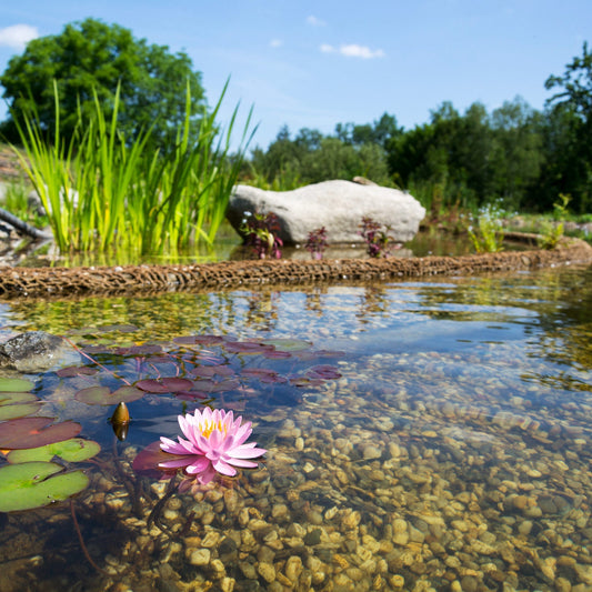 Die 10 besten Stauden, die jedes Jahr zuverlässig blühen
