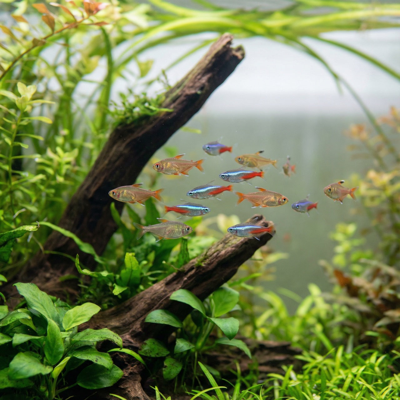 Tiere – Aquaristik