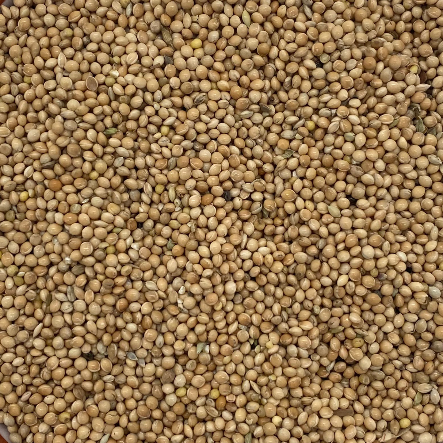 Spinne Silberhirse 25 kg