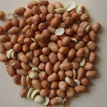 Spider nuts peeled