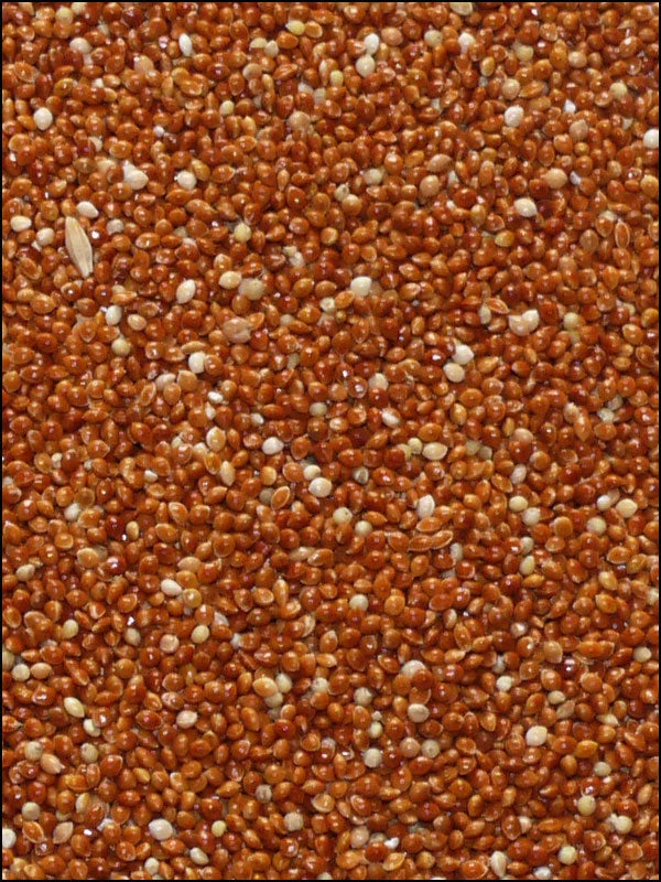 Spinne Rote Hirse 25 kg