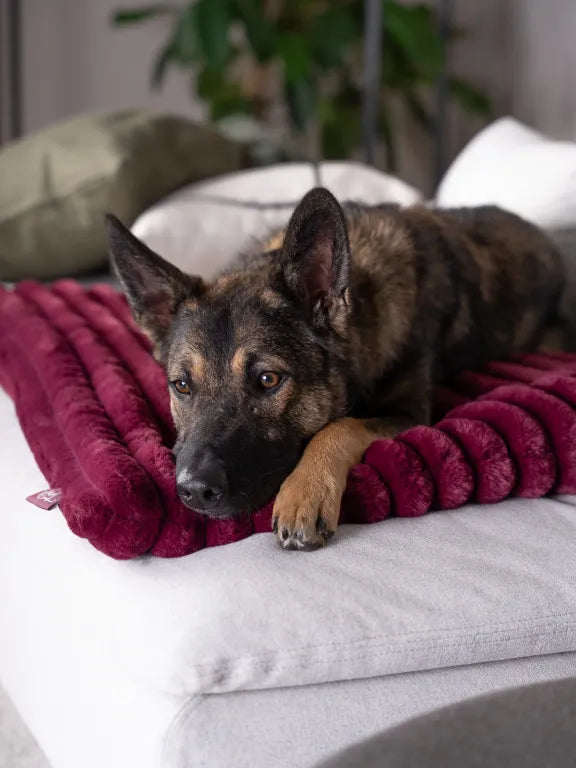 TrendPet Hundematte Mora extradicker Polsterung