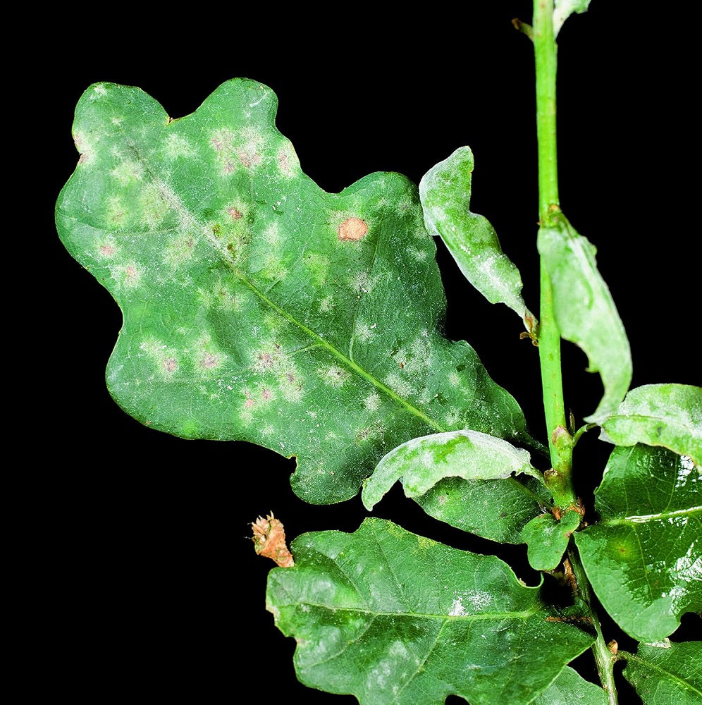 Protect Home Cumarat Rose Fungus-Free Spray
