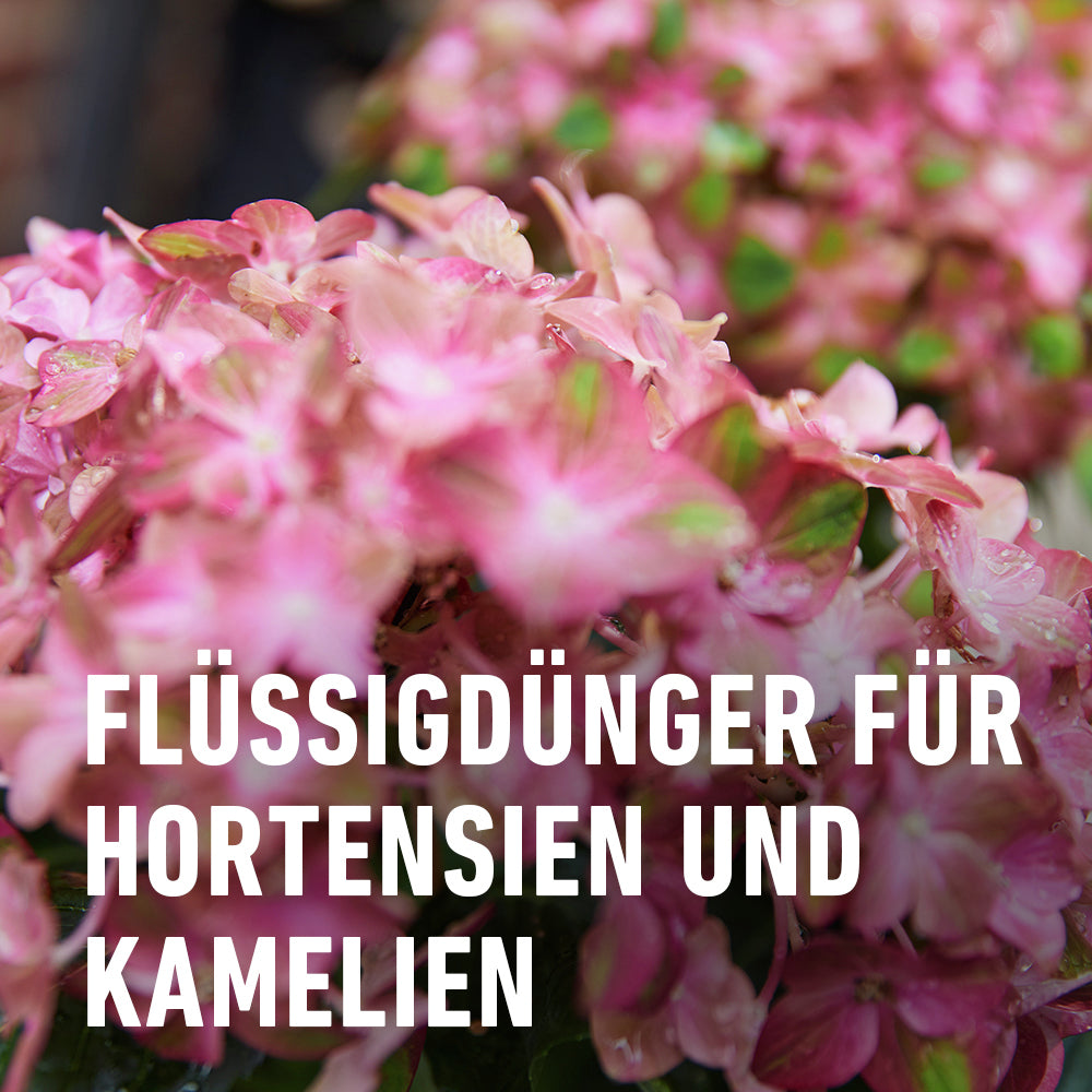 Compo Hortensien- und Kameliendünger 1 L