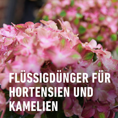 Compo Hortensien- und Kameliendünger 1 L