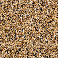 Beyers 80-Canary Breeding Mix without Rapeseed 20 kg