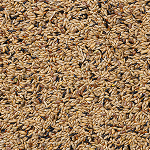 Beyers Deli Nature 80 - Kanarien Zucht ohne Rübsen 20 kg