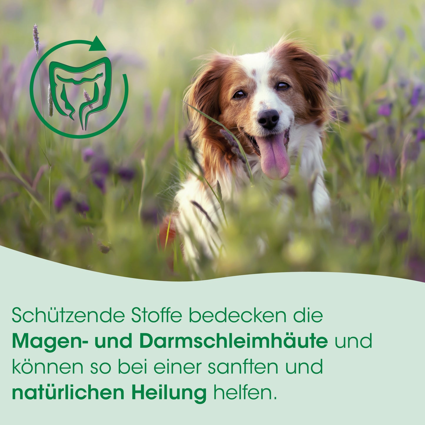 CdVet Magenschutz für Hunde & Katzen
