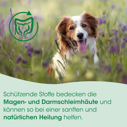 CdVet Magenschutz für Hunde & Katzen