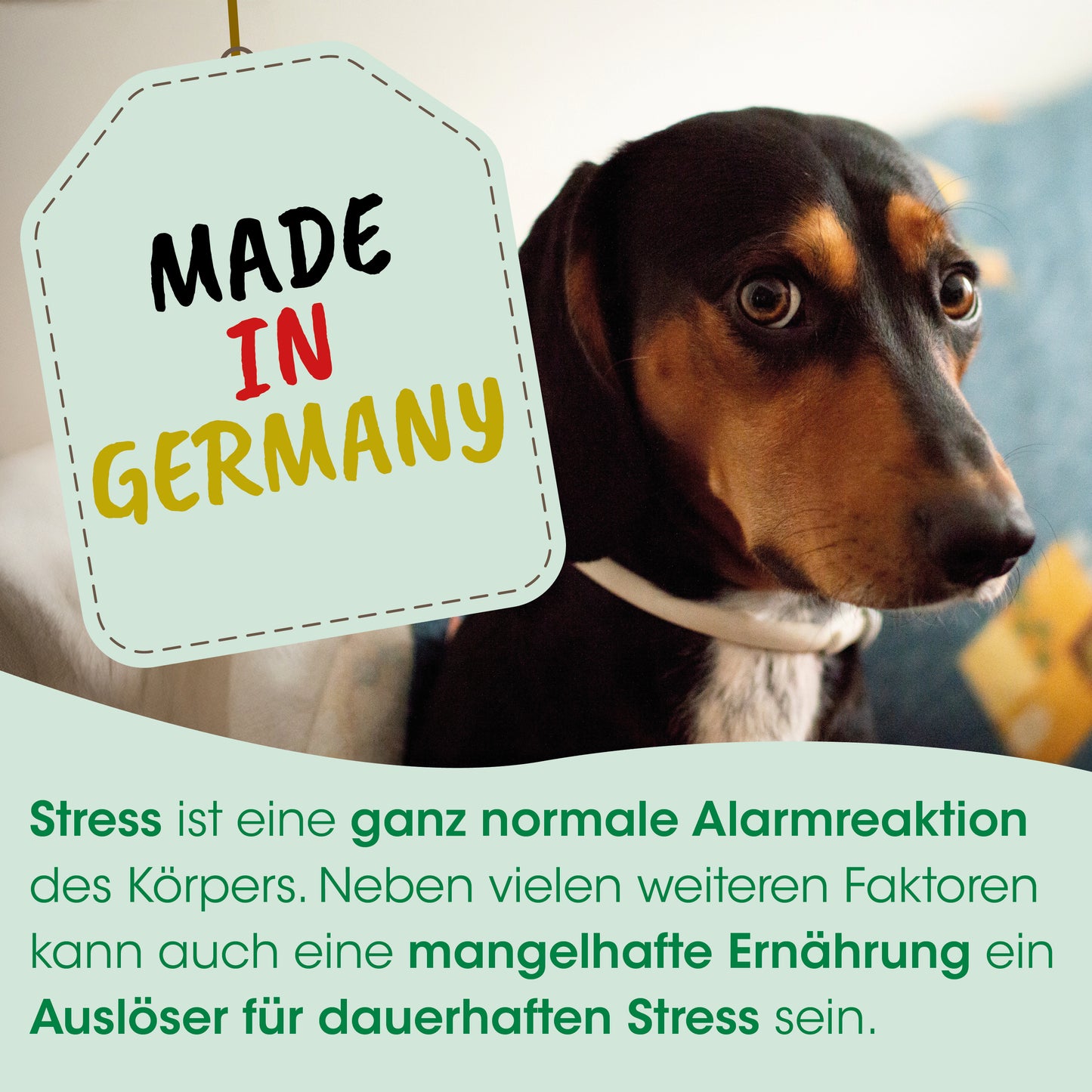 CdVet Nervennahrung für Hunde & Katzen