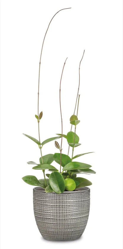 PLANTERS PIMIENTA