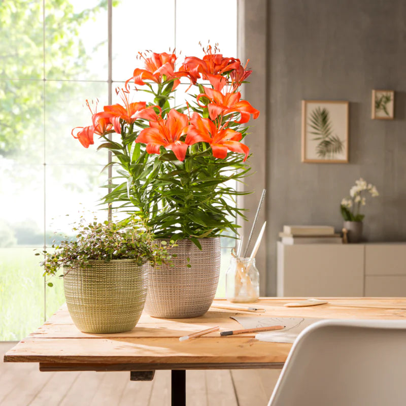 PLANTERS PIMIENTA