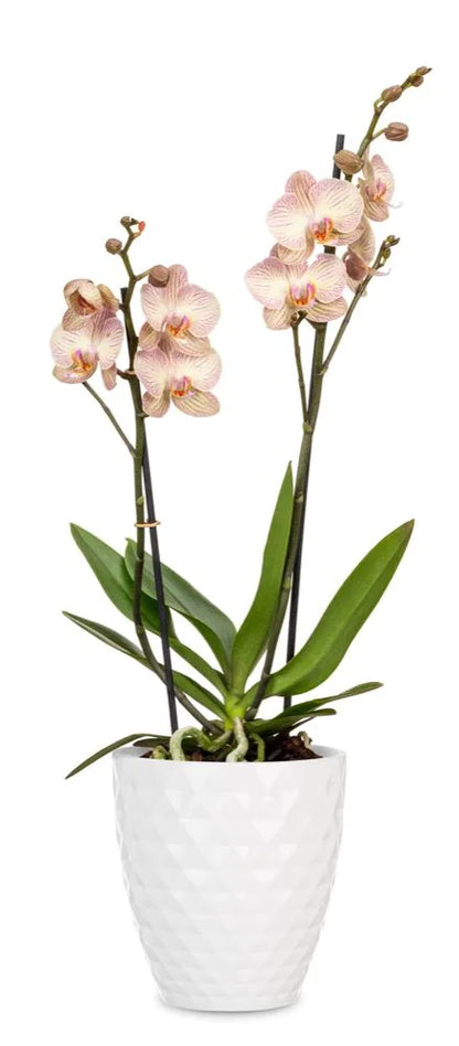 PLANTER ALASKA WHITE