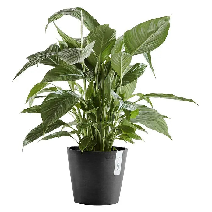 Ecopots Pflanztopf Amsterdam