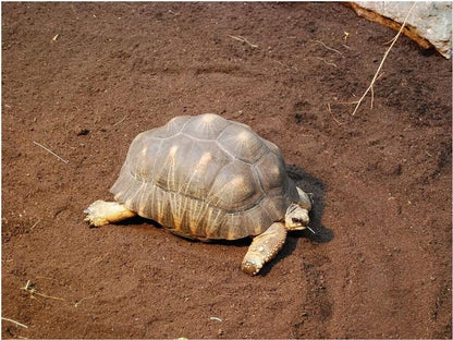 Floragard Schildkröten-Substrat