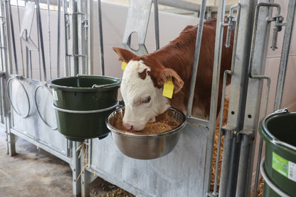 Kerbl Stainless Steel Feeding Bowl