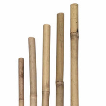 Siena GARDEN Tonkin Cane, Ø 16 mm, 180 cm