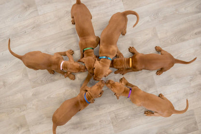 Trixie Junior Puppy Collar Set, M–L: 22–35 cm/10 mm, 6 pcs., black, red, royal blue, apple, papaya, orchid
