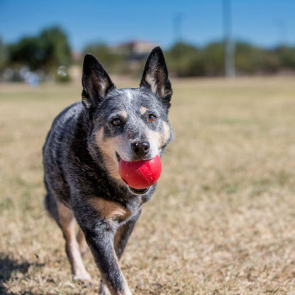 KONG Ball Hundespielzeug