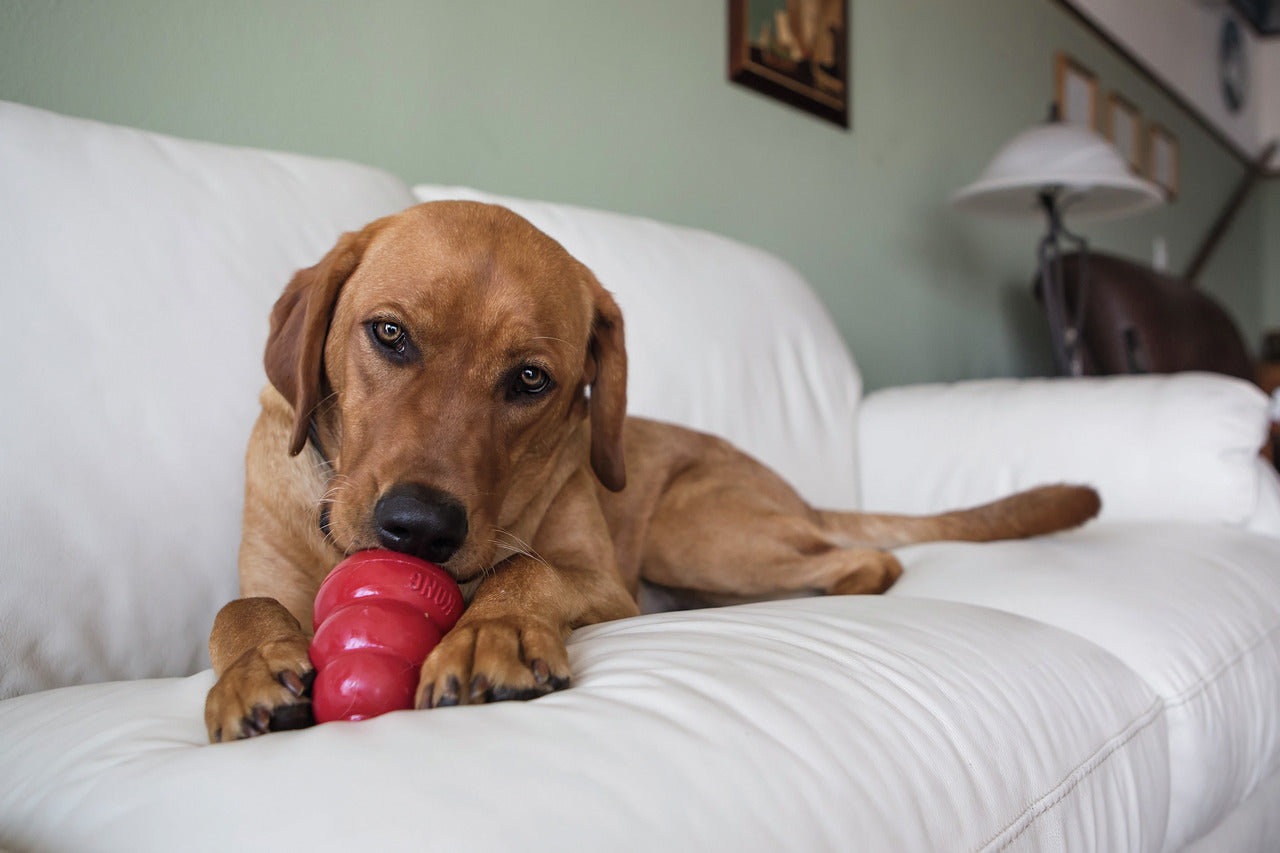 KONG Classic Hundespielzeug