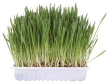 Trixie Cat Grass