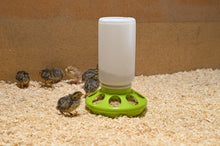 Kerbl Quail Feeder 1 L
