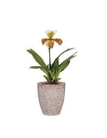 Scheurich Orchideentopf 620