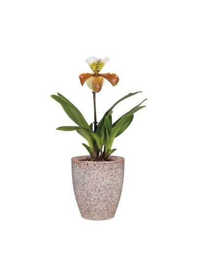 Scheurich Orchideentopf 620