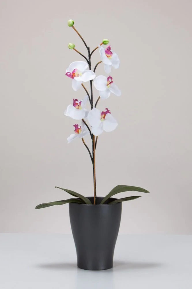 Scheurich Orchideentopf 608
