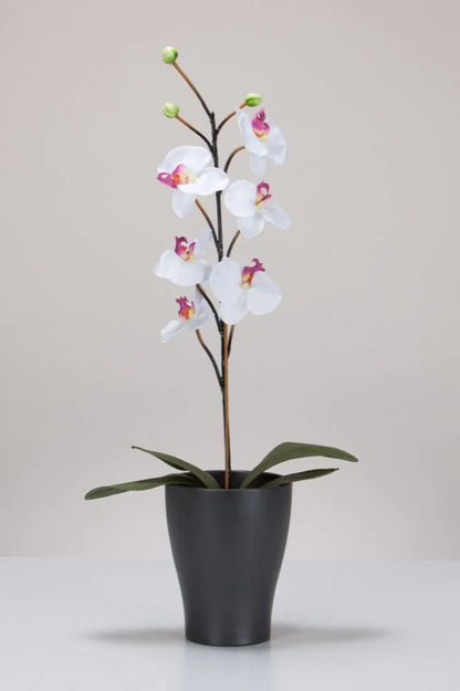 Scheurich Orchideentopf 608