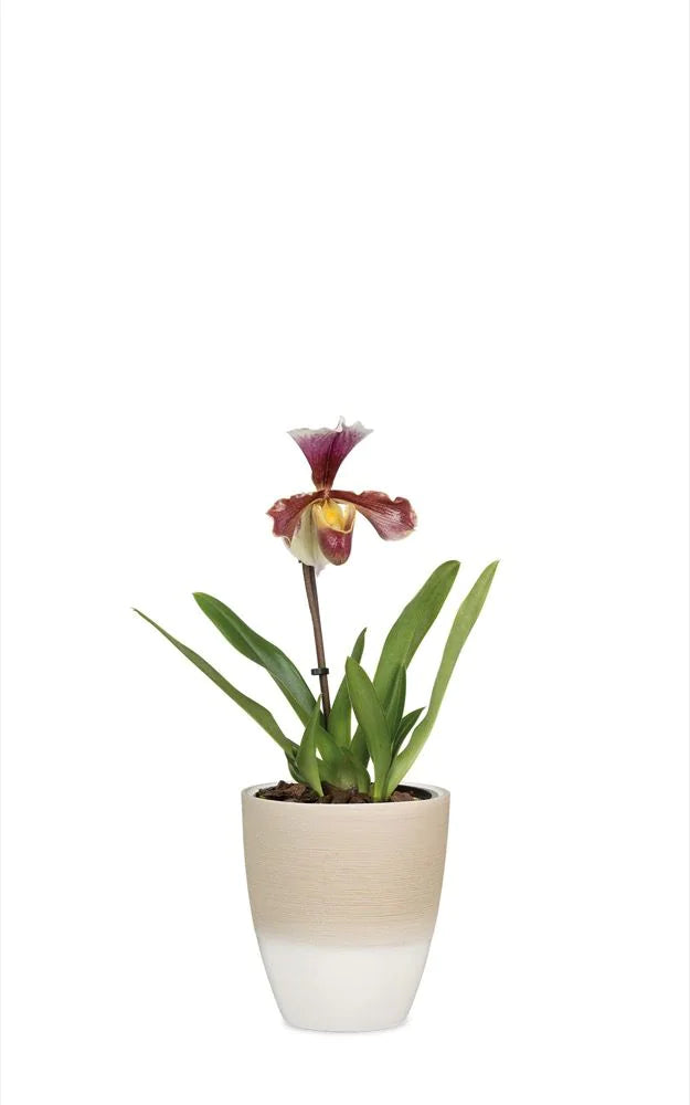 Scheurich Orchideentopf 650