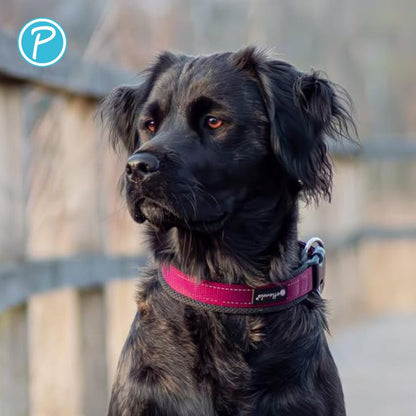 Petlando OUTDOOR COLLAR