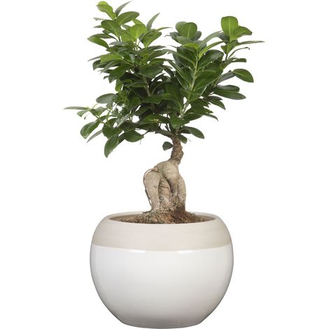 Scheurich Übertopf Bola BLANCO 718