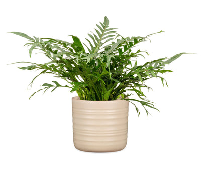 POTS SOFT WOOL