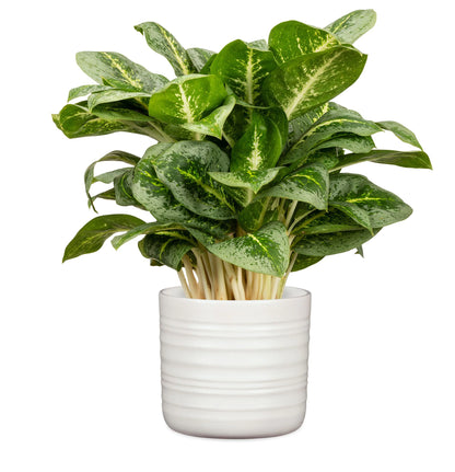 POTS SOFT WOOL