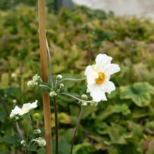 Siena GARDEN Tonkin Cane, Ø 16 mm, 180 cm
