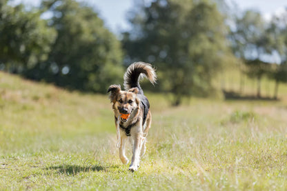 Trixie Aqua Toy Hundeball am Seil