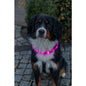Trixie Flash Leuchtband USB, extra breit