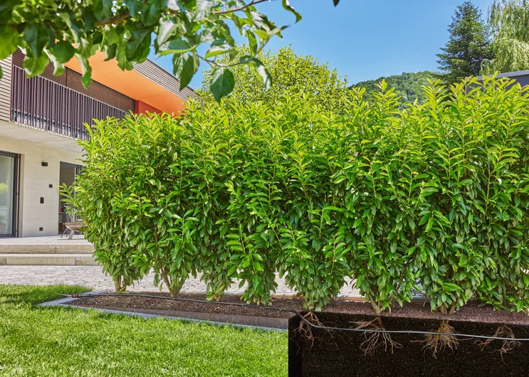 GARDENA Micro-Drip-System Tropfbewässerung Hecken/Büsche Set (25 m)