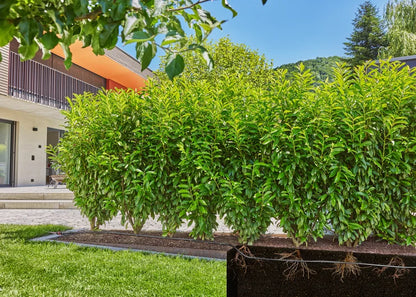 GARDENA Micro-Drip-System Tropfbewässerung Hecken/Büsche Set (25 m)
